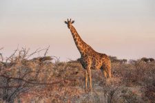 Luyện Thi STARTERS - Đọc Và Viết Phần 4 - I Am A Giraffe